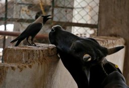 Государство пытается спасти животноводческую отрасль в Украине