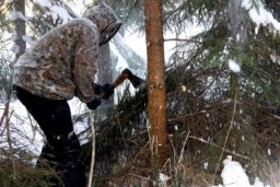 Сколько заплатят жители Донбасса за незаконную вырубку хвойных деревьев