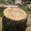 В Константиновке вырубят 122 аварийных дерева