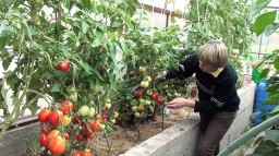 Эксперт: В Украинене будет своих огурцов и помидоров,закрываются все теплицы