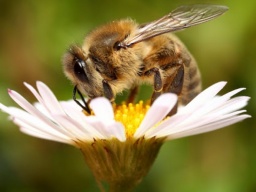 20 мая- Всемирный день пчел
