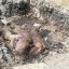 Свинское дело: от обнаружения скотомогильника до взрыва на подворье в Константиновском районе