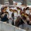 В Константиновском районе все больше желающих содержать молодняк крупного рогатого скота