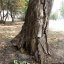 Сколько аварийных деревьев уберут в Константиновке