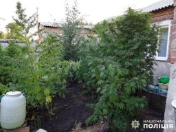 В Константиновке полицейские обнаружили очередного наркоагрария