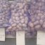 
В Константиновку завезли много посадочного картофеля
