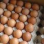 В октябре яйца подорожали почти на 30%