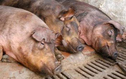 В Славянском районе погибли 58 свиней. Объявлен карантин