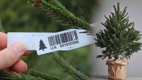 Как проверить легальность новогодней елки