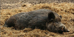 В Донецкой области - вспышка африканской чумы свиней и бешенства