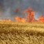 В Константиновском районе спасатели ликвидировали возгорание пшеницы на корню