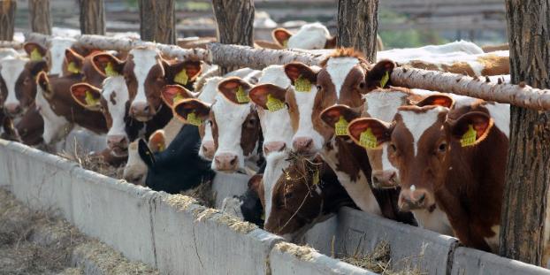 В Константиновском районе все больше желающих содержать молодняк крупного рогатого скота