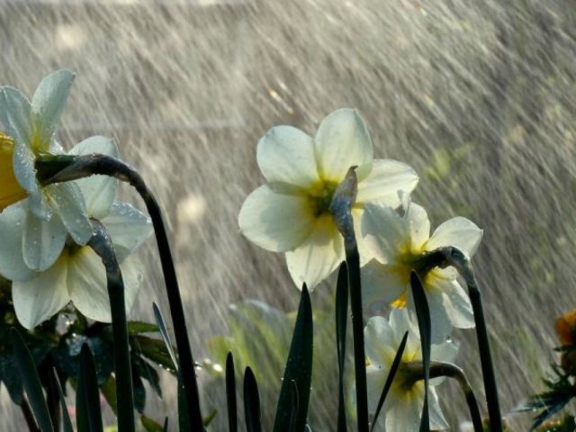 Погода на 13 апреля: в Украине начнется дождливая неделя