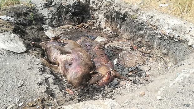 Свинское дело: от обнаружения скотомогильника до взрыва на подворье в Константиновском районе