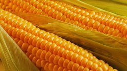 Украина за 5 дней исчерпала квоты на поставки пшеницы и кукурузы в ЕС
