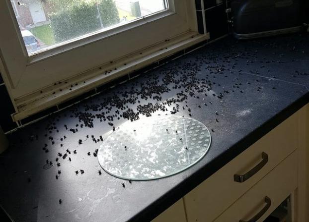 Жители многоквартирного дома в Константиновке испытали небывалое нашествие насекомых