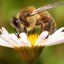 20 мая- Всемирный день пчел