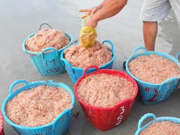 Креветка из туалета и чебурек с тараканами: что продают на украинских пляжах
