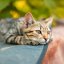 В Ухани у 15% кошек нашли коронавирус
