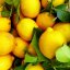 В Украине подорожают лук и лимоны - эксперт