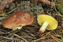 В лесу под Александро- Калиново Ильиновской громады много грибов