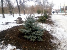 В Константиновке молодые ели будут под охраной