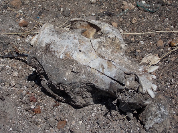 Под Константиновкой неизвестный скотомогильник похоронили под слоем земли