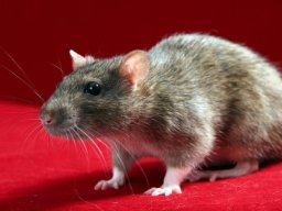 Угрожают ли крысы жителям многоэтажек в Константиновке