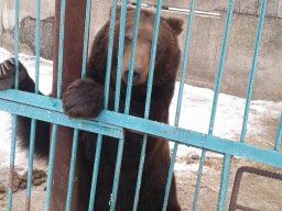 В Покровске по решению суда экологи забрали из частного зоопарка пять замученных медведей