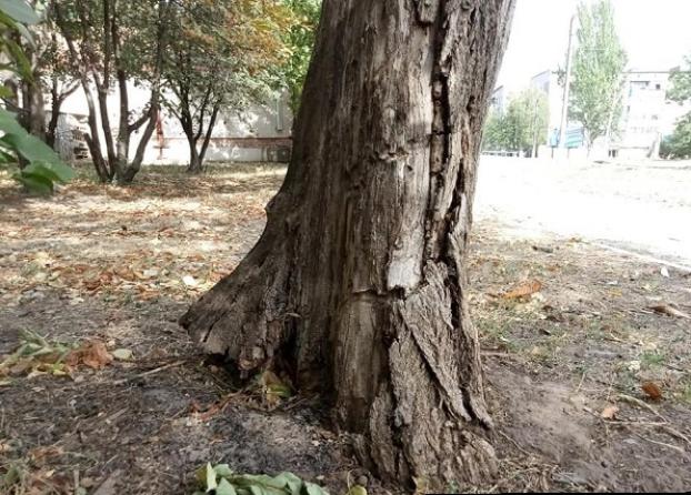 Сколько аварийных деревьев уберут в Константиновке