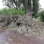 Кто должен убирать срезанные ветви в Константиновке