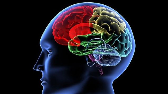 В человеческом мозге ложная информация со временем может стать «правдивой»