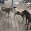 Власти Константиновки обещает показать приют для собак