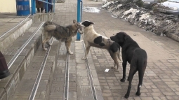 Власти Константиновки обещает показать приют для собак