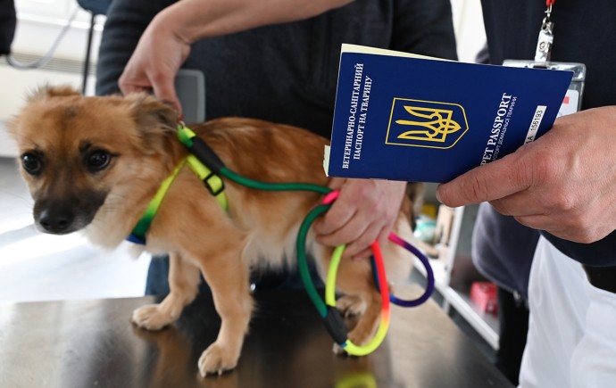 Упрощенная процедура. Как заехать в Украину с домашними животными: правила