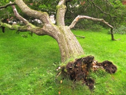 В Константиновке вырубят 155 аварийных деревьев: Адреса