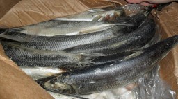 Качество импортной рыбы в Украине не контролируют надлежащим образом — эксперт