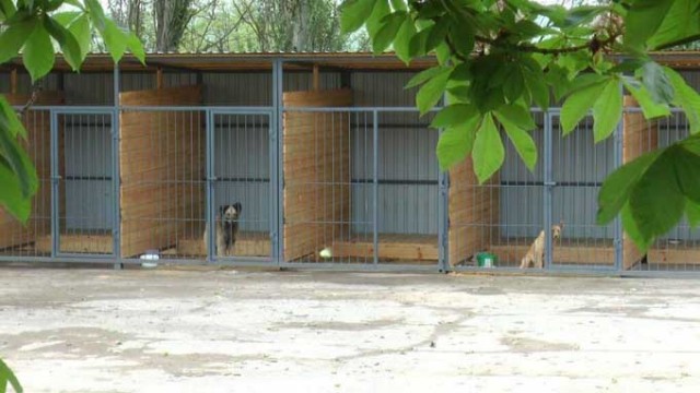 Приют для животных в Константиновке распустили