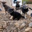 На каждую Константиновскую бездомную собаку выделят 1100 гривен