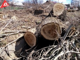 В Константиновке планируют срезать две тысячи деревьев