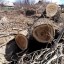 В Константиновке планируют срезать две тысячи деревьев