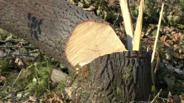 В Константиновке планируют удалить 88 деревьев: Адреса