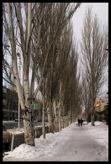 Когда деревья были большими: Зимний проспект Ломоносова у Дома пионеров (январь 2009)