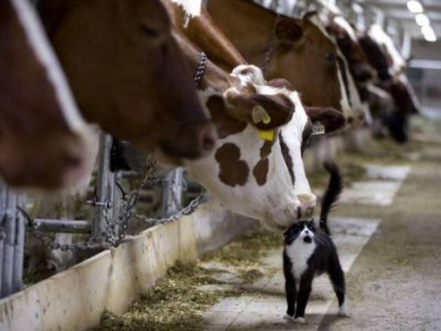 В Украине сокращается поголовье скота и птицы, падает производство молока, мяса, яиц - Госстат