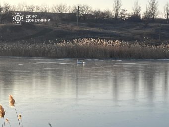 Лебеді в біді: рятувальники визволили птахів із крижаної пастки