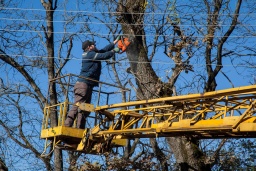Обрезка деревьев:  Где в Константиновке отключат свет 19 марта