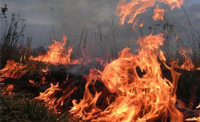 Масштабное возгорание между Константиновкой и Дружковкой: Пожар тушили несколько часов (ВИДЕО)
