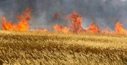 В Константиновском районе спасатели ликвидировали возгорание пшеницы на корню