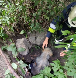 ​Константиновка: бойцы ГСЧС спасли собаку, упавшую в технический люк